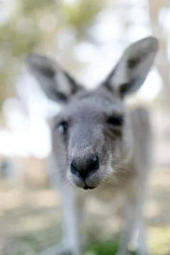 Cute Kangaroo closeup looking into the camera Stock Photos