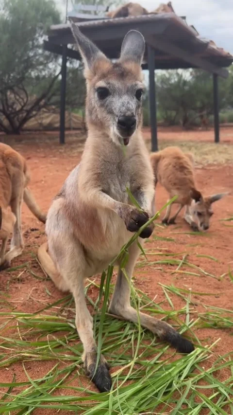 Cute kangaroo eating green grass in wildlife sanctuary Video stock 341568798
