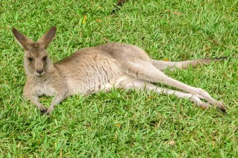 Cute Kangaroo in the grass. Stock Photos