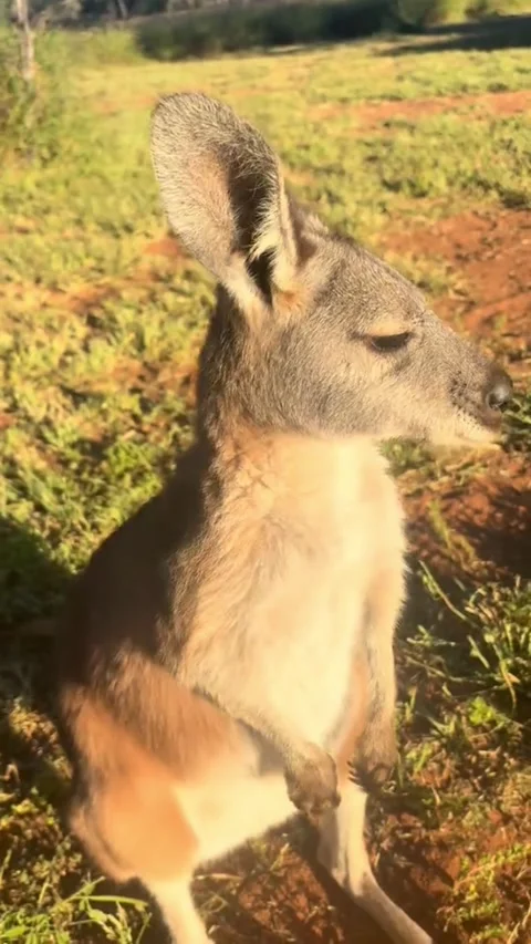 Cute kangaroo standing on grass in sunlight in wildlife Stock Footage 341568030