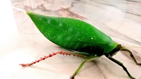 A cute katydid is walking Stock Footage 317996702