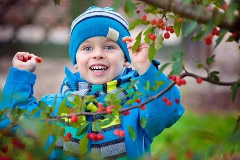 Cute kid picking up small wild red apples Stock Photos