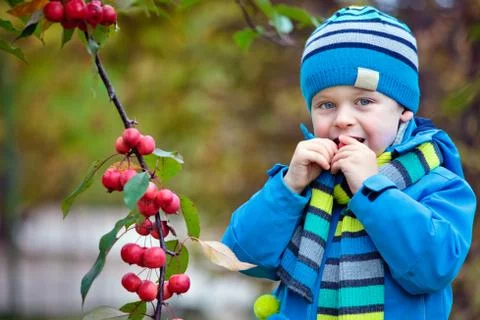 Cute kid picking up small wild red apples Stock Photos