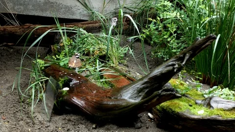 Cute killdeer bird on the top of a tree trunk during a rain day Vidéo 121594837