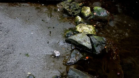 Cute killdeer bird walking around in a rock ground during the rain Stock-Footage 121594659