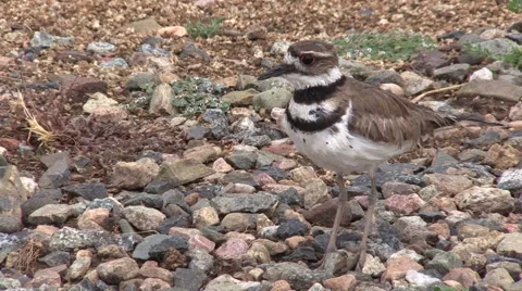 A cute killdeer in the wild Vídeos de archivo 50988072
