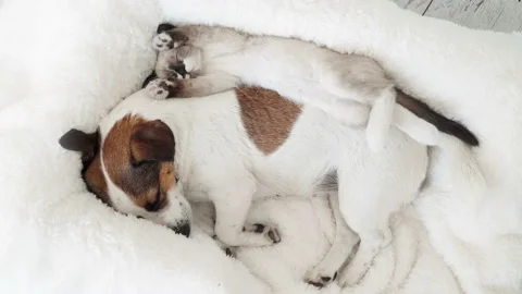 Cute kitten and puppy playing together. Cat and dog Stock Footage 155168211