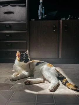 A cute kitten basking in the warm sunlight inside a charming home filled with Stock Photos