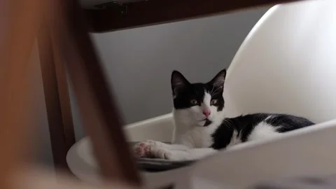 Cute kitten calmly laying on dining chair, 4k, cinematic Stockbeeldmateriaal 251667369