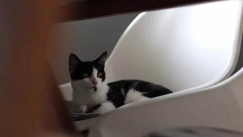 Cute kitten calmly laying on dining chair, 4k, cinematic Stockbeeldmateriaal 251667402