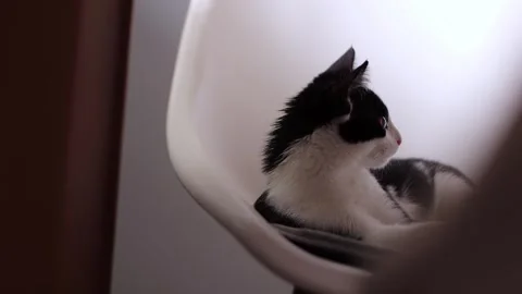 Cute kitten calmly laying on dining chair, licking fur, 4k, cinematic Stockbeeldmateriaal 251667405