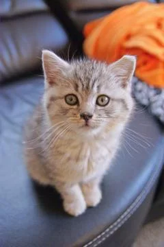 Cute kitten, cat Stock Photos