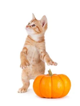 Cute kitten caught stealing a mini pumpkin on white. Stock Photos