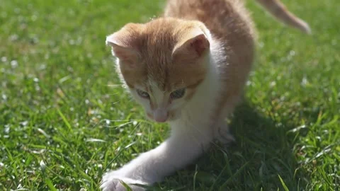 Cute Kitten Chasing Camera in Sunny Backyard, Playful Cat in Green Grass Stock Footage 313382955