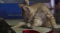 Cute Kitten Cleaning Itself On Rug Stepped Over By Another Cat 4K 4k or 4k+ Resolution