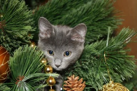 Cute kitten climbed on the tree Stock Photos