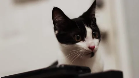 Cute kitten close up, black and white, 4k, cinematic, real-time Stockbeeldmateriaal 251667387