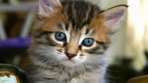 Cute Kitten  close-up Видео 10176190
