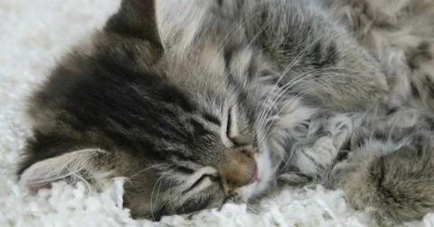 Cute kitten, close-up Stock Footage 64476938