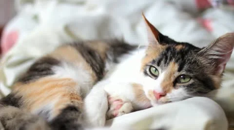 Cute Kitten Closeup Stock Footage 12229663