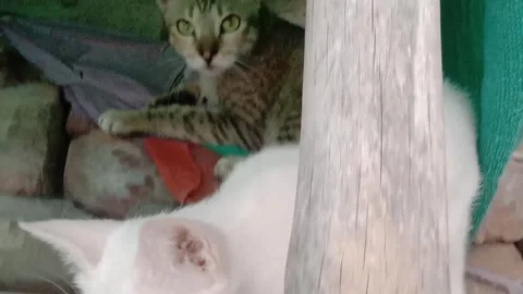 Cute Kitten Cuddling with Its Mother in a Sweet Family Moment Stock Footage 346338994