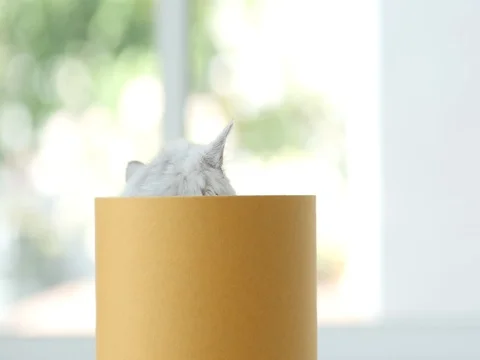 Cute kitten in a cylinder box, slow motion Stock Footage 75990989