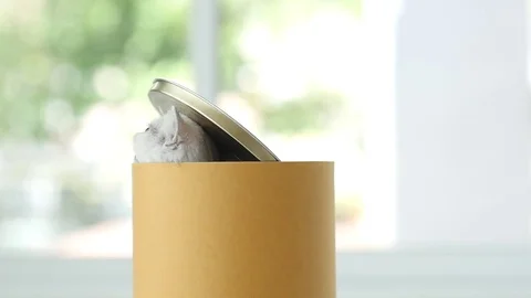 Cute kitten in a cylinder box, slow motion Stock Footage 75994002