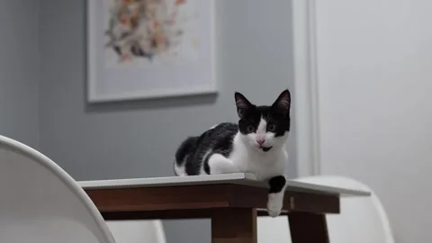 Cute kitten on dining table, 4k, cinematic Stockbeeldmateriaal 251667388