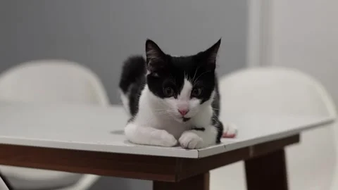 Cute kitten on dining table, 4k, cinematic Stockbeeldmateriaal 251667423