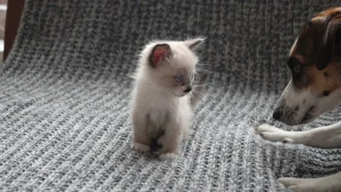 Cute kitten dog playing on the bed Stock Footage 120925854