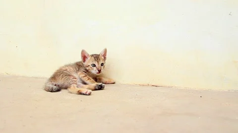 Cute kitten dolly Stock Footage 41233860