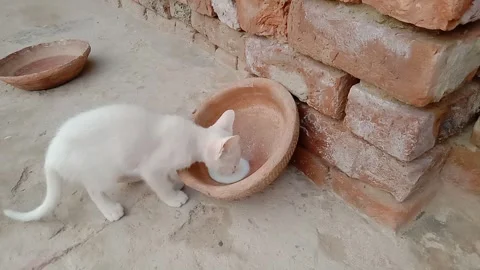 Cute Kitten Drinking Milk During a Feeding Moment Stock Footage 346339576