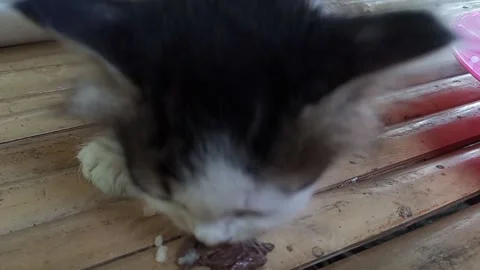 Cute kitten is eating Stock Footage 211258026