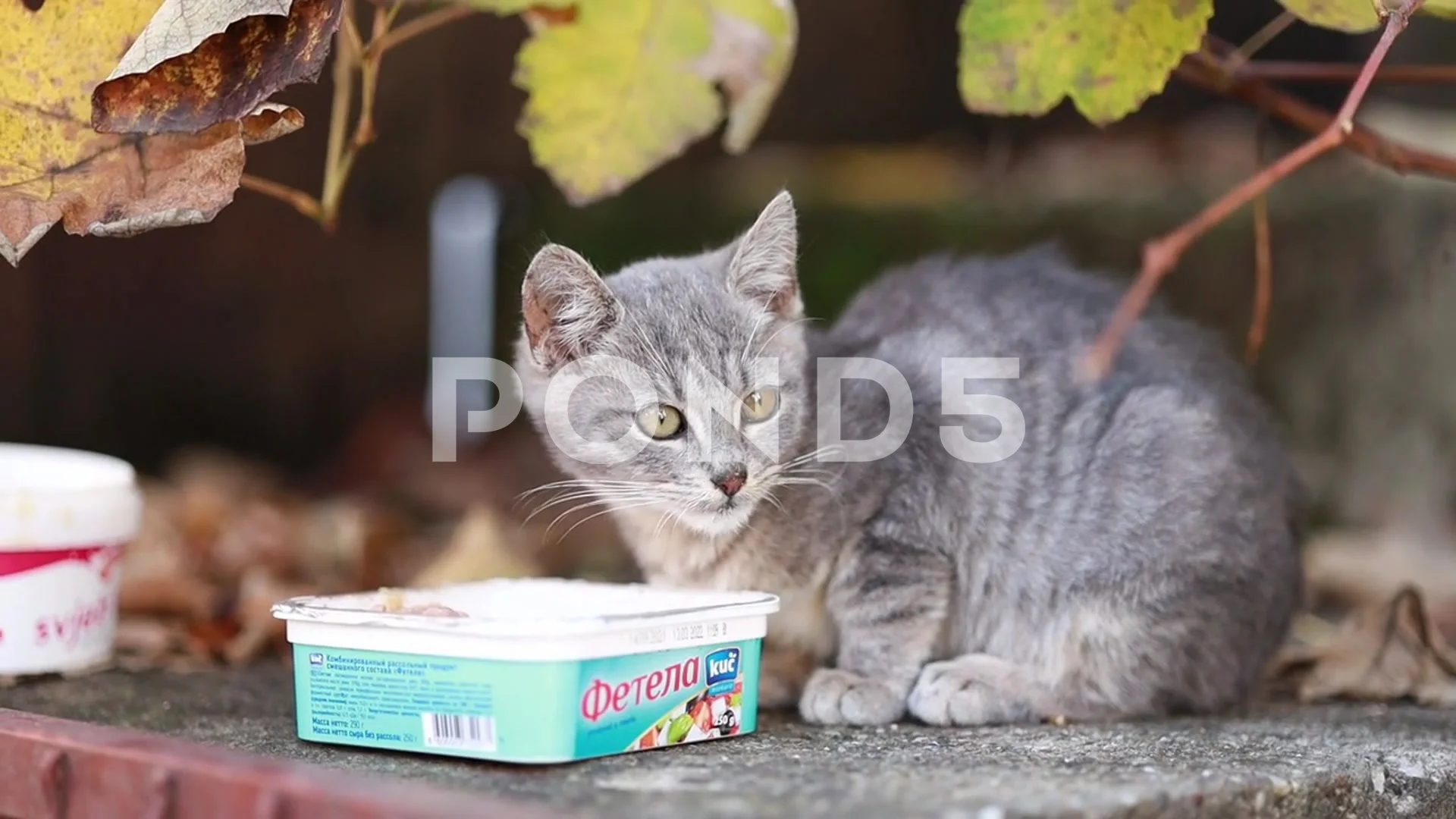 Cute kitten outlet eating