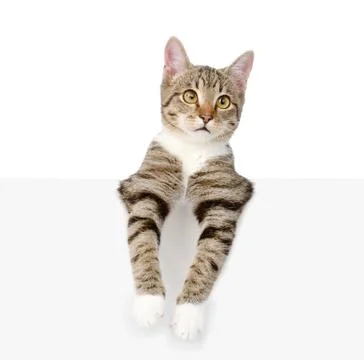 Cute kitten with empty board. isolated on white background Stock-Fotos