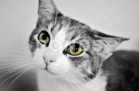 Cute kitten expression Stock Photos