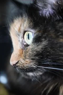 Cute Kitten Face. Looking Cat Eyes Portrait. Macro Closeup. Stock Photos