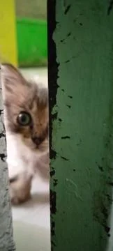 CUTE KITTEN FACE Stock Photos