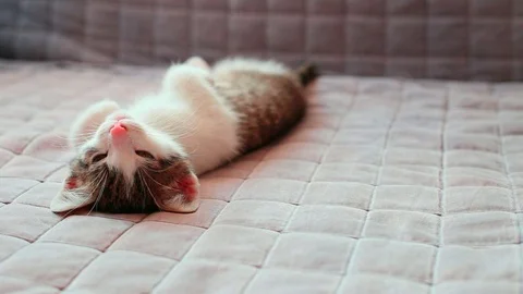 Cute kitten falls asleep Stock Footage 95216585