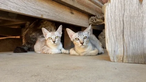 Cute kitten on floor. Stock Footage 83940101