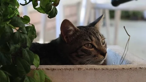 Cute kitten in flower pot Stock Footage 323433101