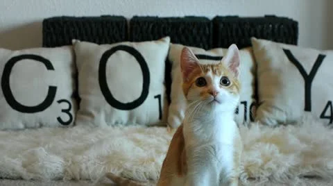 Cute Kitten Stock Footage 11335406