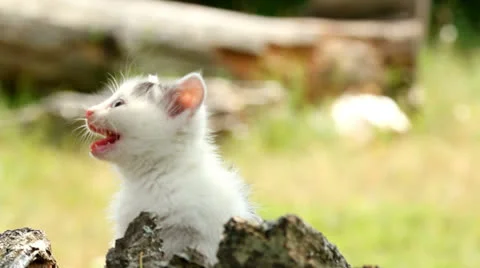 Cute kitten Видео 23393696