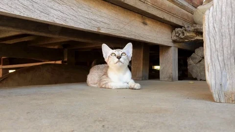 Cute kitten Stock Footage 83939976