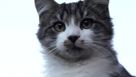 Cute kitten Stock Footage 88899424