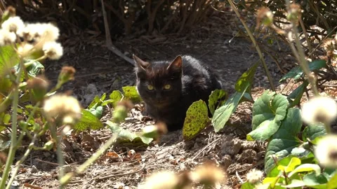 Cute Kitten Stock Footage 329119360