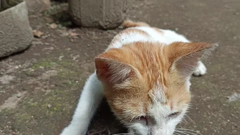 Cute kitten in the garden Stock Footage 235962710