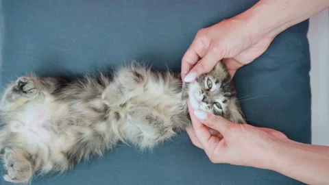 Cute kitten gets a massage Stock Footage 145962990