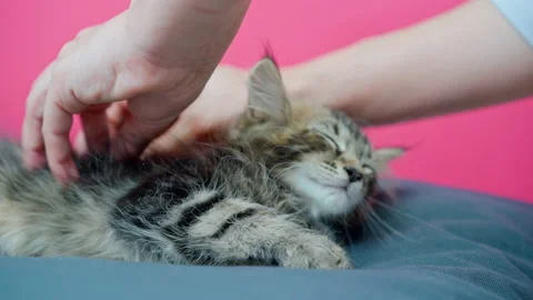 Cute kitten gets a massage Stock Footage 145963162