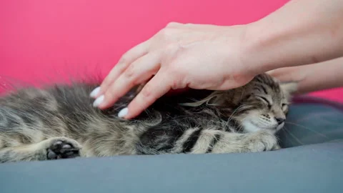 Cute kitten gets a massage Stock Footage 145963298
